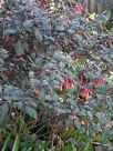 Fuchsia Gartenmeister Bonstedt