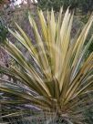Furcraea foetida Mediopicta