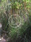 Gahnia clarkei