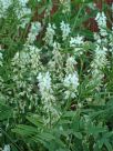 Galega officinalis