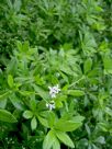 Galium odoratum