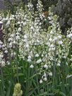 Ornithogalum candicans