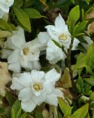 Gardenia jasminoides Radicans