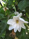 Gardenia thunbergia