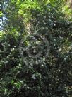 Gardenia thunbergia