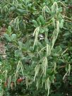 Garrya elliptica