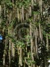 Garrya elliptica