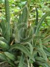 Gasteria carinata verrucosa