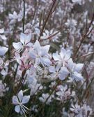 Gaura lindheimeri