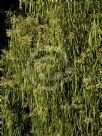Geijera parviflora