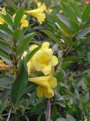 Gelsemium sempervirens