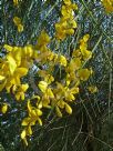 Genista etnensis