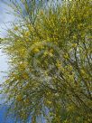 Genista etnensis