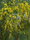 Genista etnensis