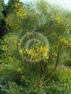 Genista etnensis