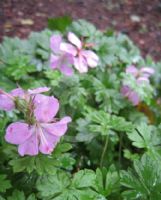 Geranium dalmaticum