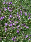 Geranium incanum