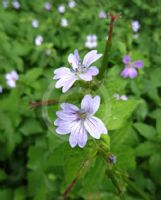 Geranium nodosum