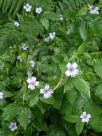 Geranium nodosum