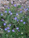 Geranium pratense