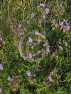 Geranium pratense