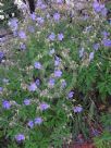 Geranium pratense