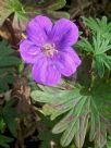 Geranium sanguineum