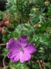 Geranium sanguineum