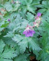 Geranium sylvaticum