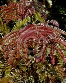 Gleditsia triacanthos inermis Rubylace