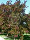 Gleditsia triacanthos inermis Rubylace