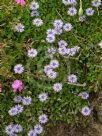 Globularia cordifolia