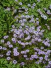 Globularia cordifolia