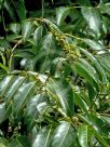 Glochidion sumatranum