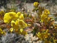 Gompholobium latifolium