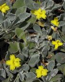 Goodenia affinis Little Luna