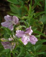 Goodenia macmillanii