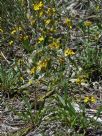 Goodenia stelligera