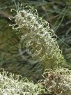 Grevillea albiflora