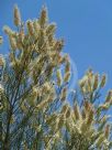 Grevillea albiflora