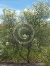 Grevillea albiflora