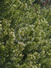 Grevillea argyrophylla