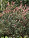 Grevillea banksii