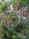 Grevillea banksii