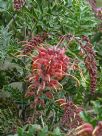 Grevillea bipinnatifida