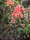 Grevillea bipinnatifida