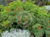 Grevillea bipinnatifida