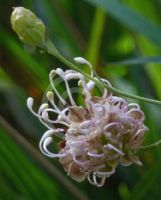 Grevillea bracteosa