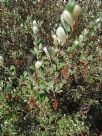 Grevillea brevifolia