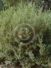 Grevillea brevifolia